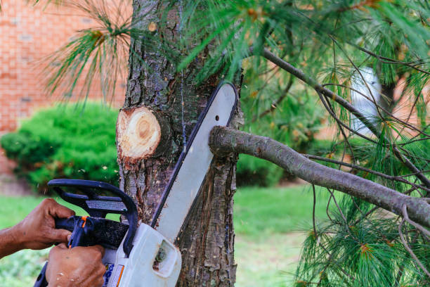 Professional Tree Removal and Landscaping Services in Yulee, FL